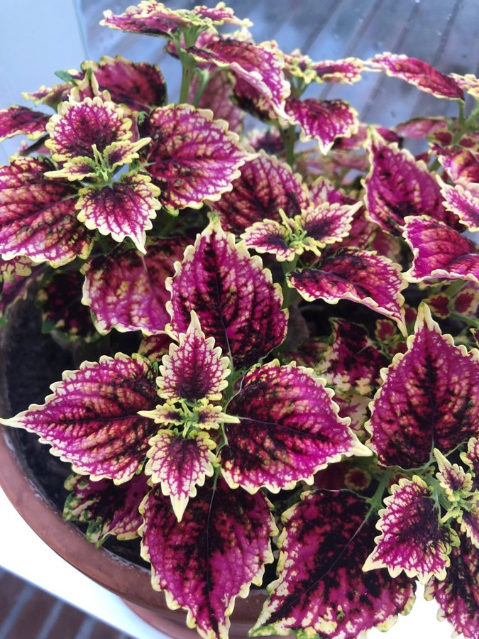 Palettblad Coleus - Stars of Pin - Rotad stickling