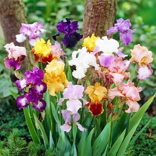 10 root plant Iris Germanica Mix