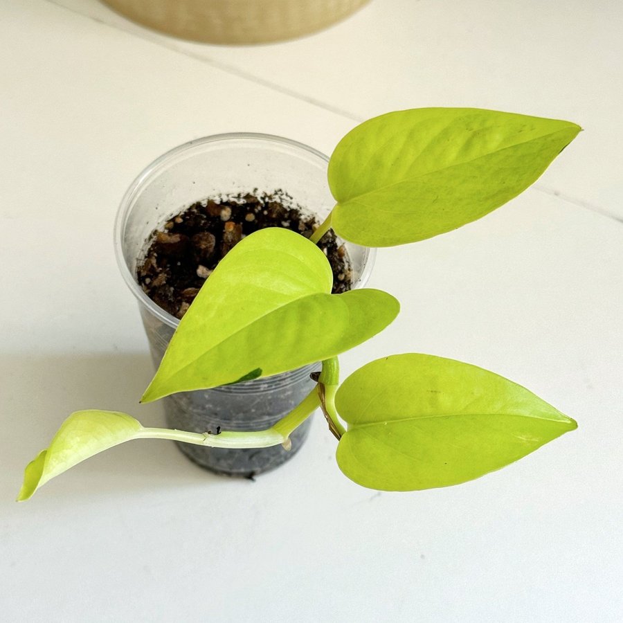 Epipremnum Aureum " NEON " Liten planta (Gullranka Pothos)