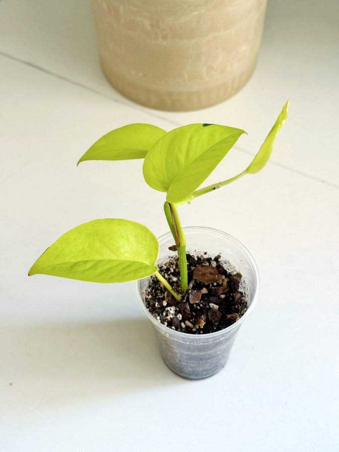 Epipremnum Aureum " NEON " Liten planta (Gullranka Pothos)
