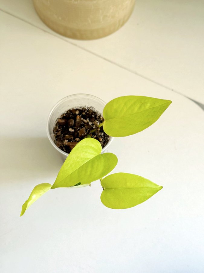 Epipremnum Aureum " NEON " Liten planta (Gullranka Pothos)