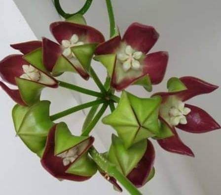 Hoya imperialis ’Borneo Red’