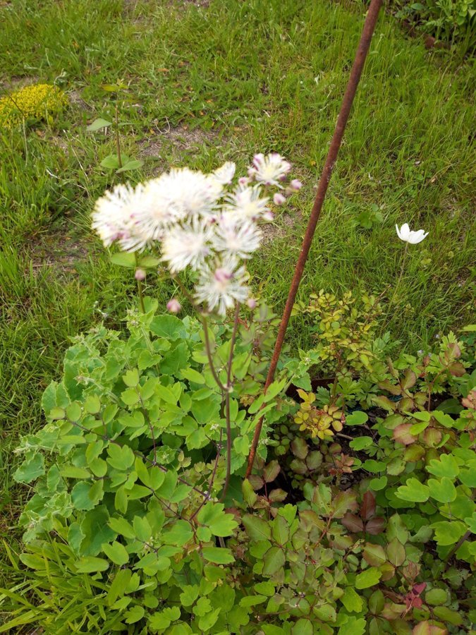 30 frön aklejruta vita blommor perenn