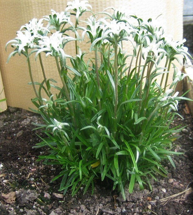 Edelweiss Leontopodium nivale En underbar perenn Nu i blom