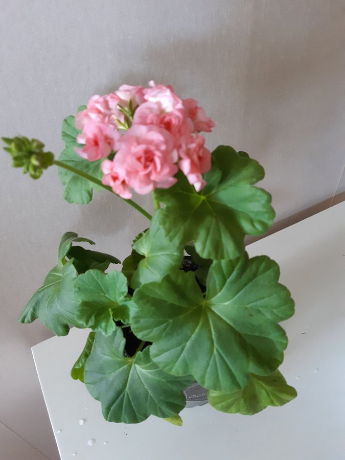 Stor planta! Grangers Antigue Rose- min favorit Pelargon