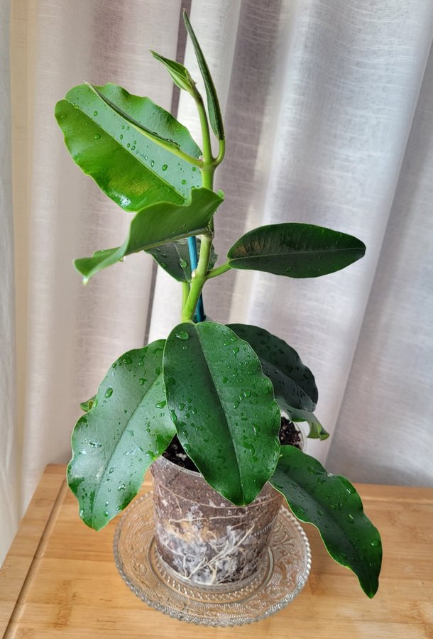 Hoya Imperialis v Rauchii Porslinsblomma Planta 16 Blad