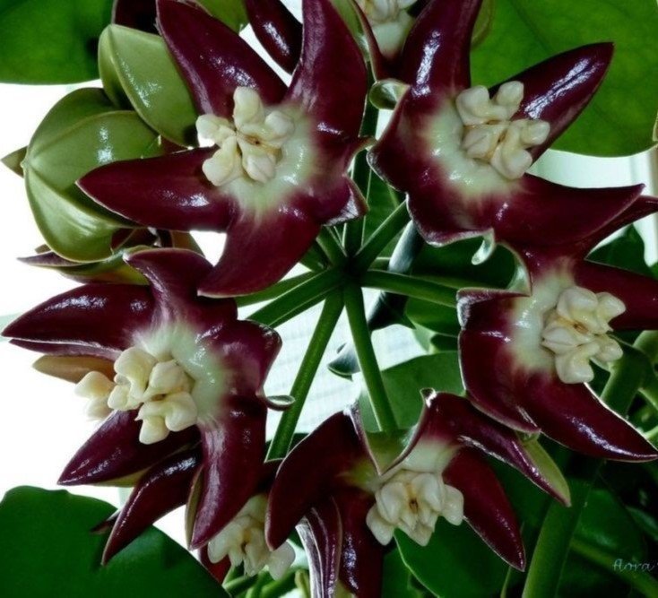 Hoya Imperialis v Rauchii Porslinsblomma Planta 16 Blad