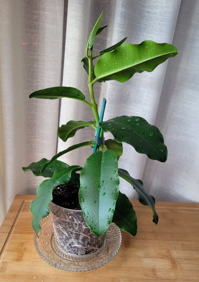 Hoya Imperialis v Rauchii Porslinsblomma Planta 16 Blad