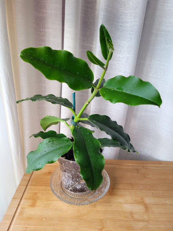 Hoya Imperialis v Rauchii Porslinsblomma Planta 16 Blad