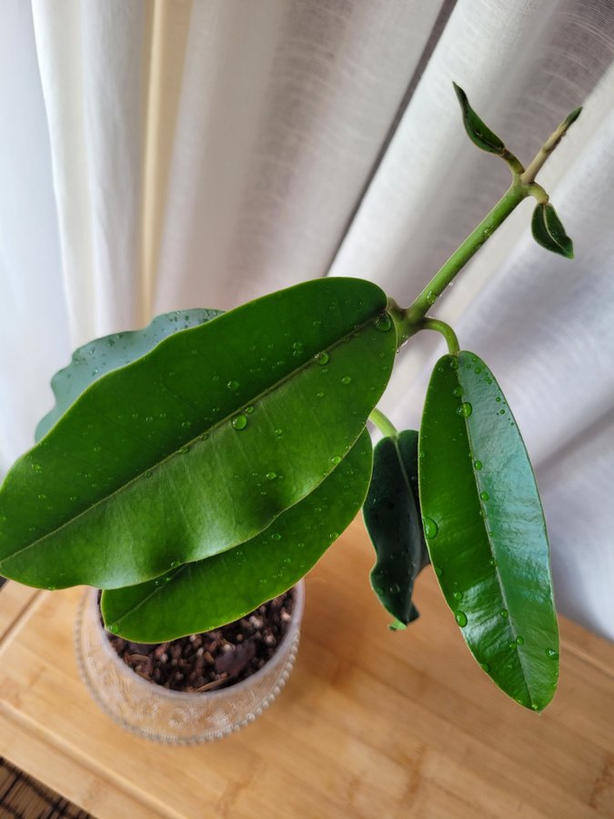 Hoya Imperialis v Rauchii Porslinsblomma Planta 8 Blad