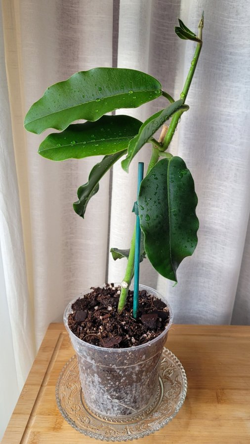 Hoya Imperialis v Rauchii Porslinsblomma Planta 8 Blad