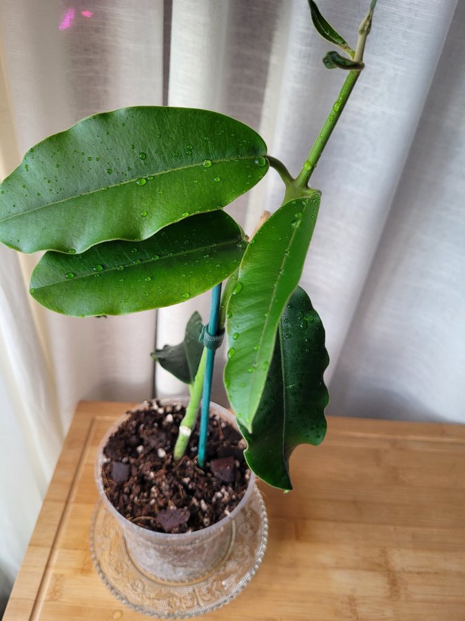 Hoya Imperialis v Rauchii Porslinsblomma Planta 8 Blad