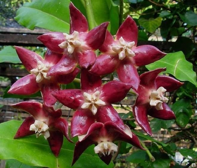 Hoya Imperialis v Rauchii Porslinsblomma Planta 8 Blad