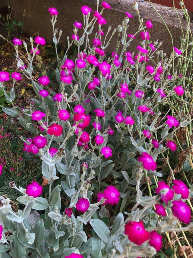 Purpurklätt 7 st Plantor Färg glada Blommor 