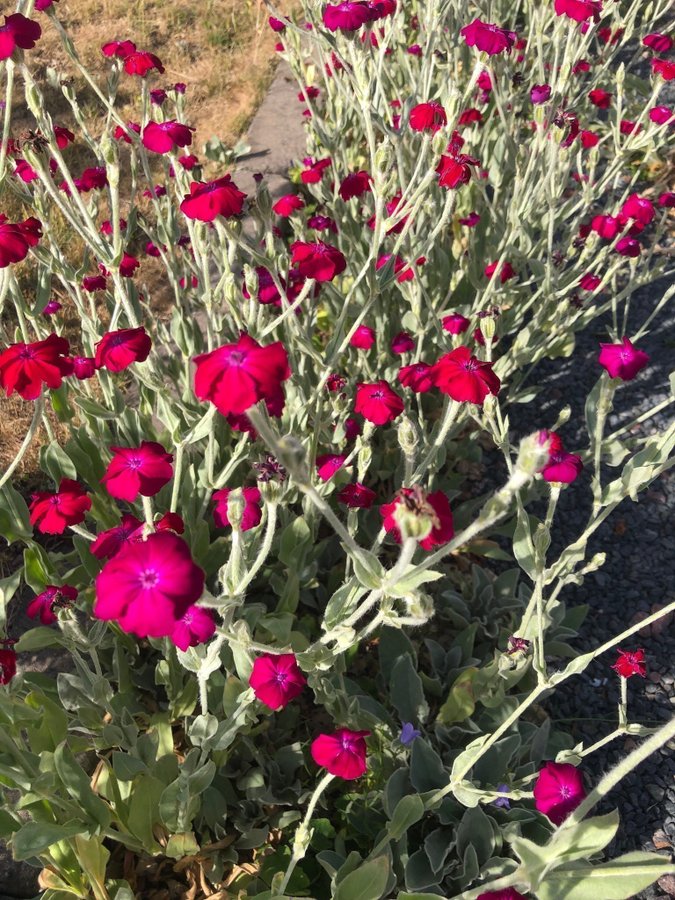 Purpurklätt 7 st Plantor Färg glada Blommor 