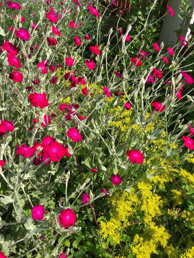 Purpurklätt 7 st Plantor Färg glada Blommor 