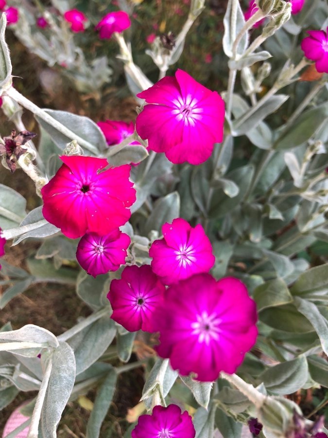 Purpurklätt 7 st Plantor Färg glada Blommor 