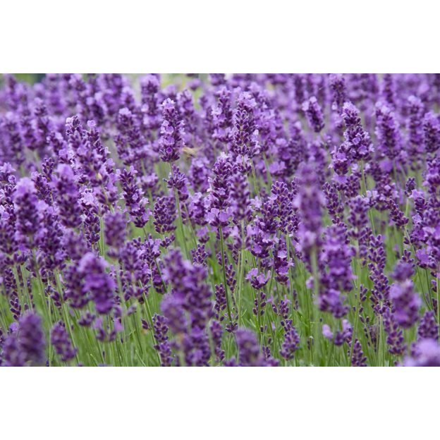 Lavendel angustifolia 5 grenade plantor från förra årets frösådd