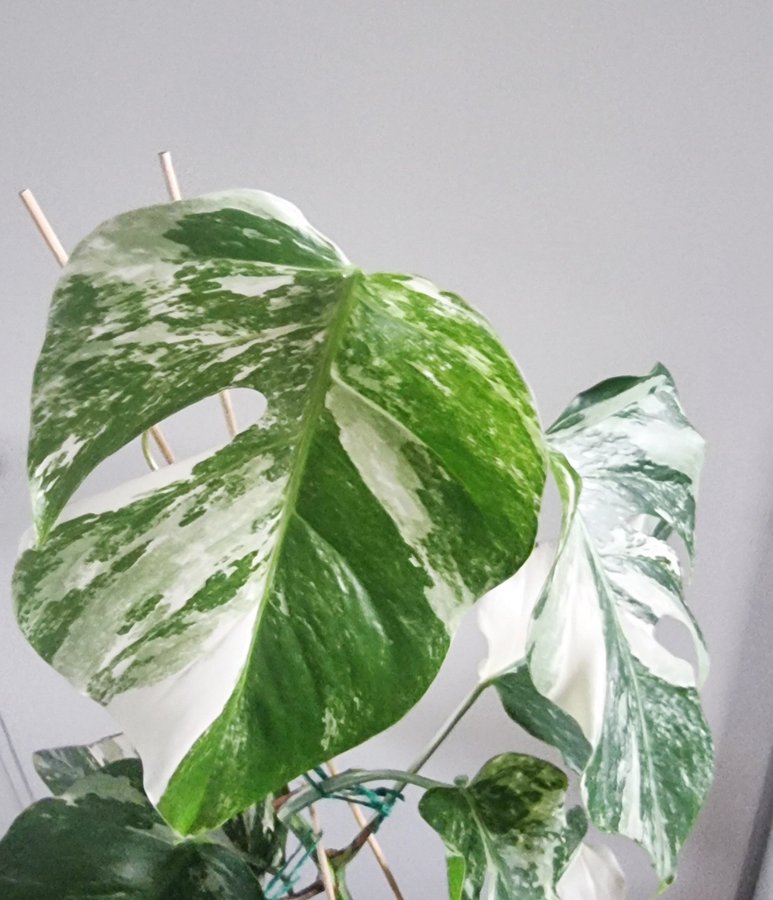 Planta Monstera Albo Variegata ca 70 cm blad med mycket vitt - "half-moon"