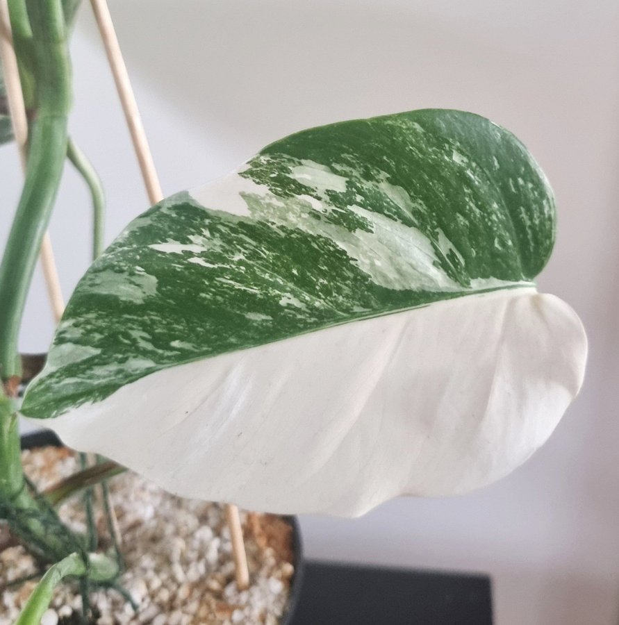 Planta Monstera Albo Variegata ca 70 cm blad med mycket vitt - "half-moon"