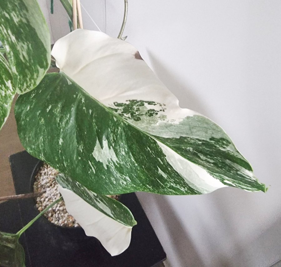 Planta Monstera Albo Variegata ca 70 cm blad med mycket vitt - "half-moon"