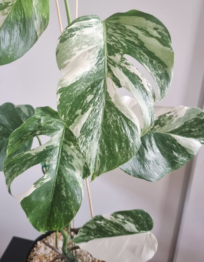 Planta Monstera Albo Variegata ca 70 cm blad med mycket vitt - "half-moon"