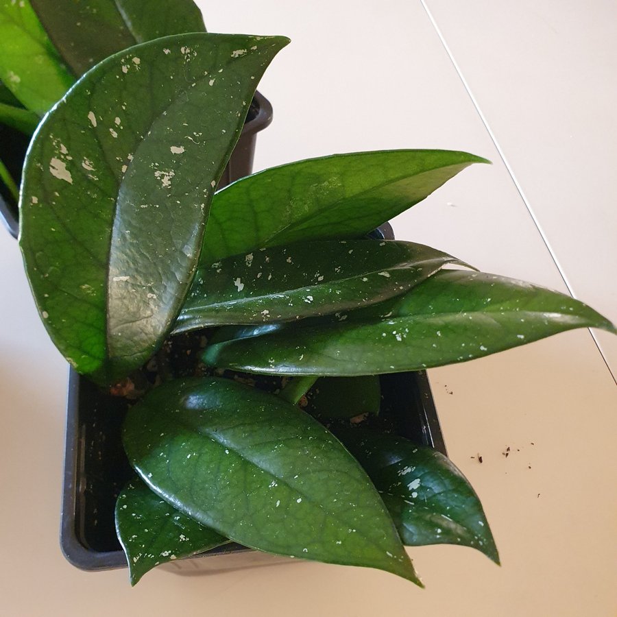 Porslinsblomma - Hoya Carnosa- 2 ettåriga plantor