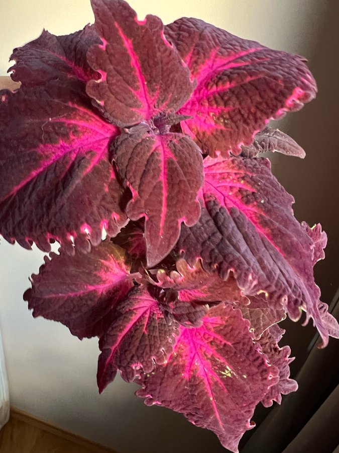 Flamingo **palettblad/coleus**