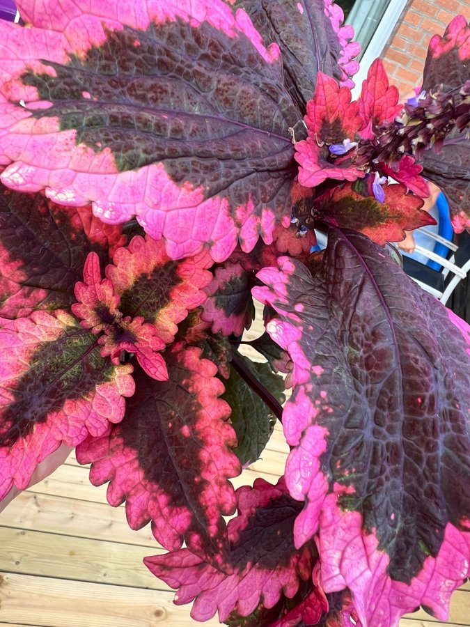 Berit x Amazonas **palettblad/coleus**