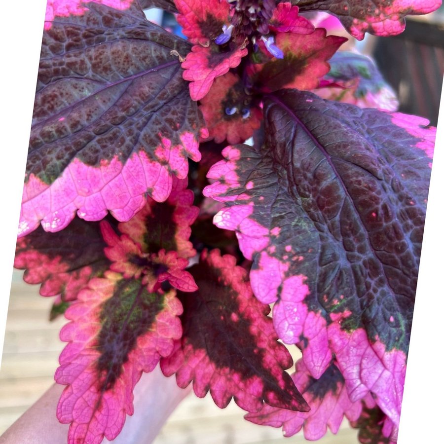 Berit x Amazonas **palettblad/coleus**