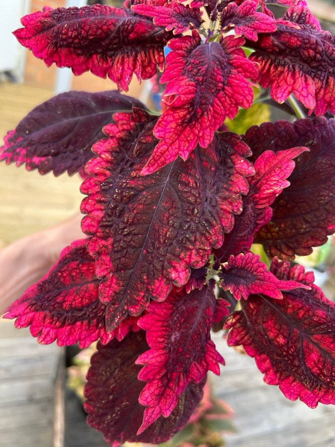 Reed F parrots **palettblad/coleus**