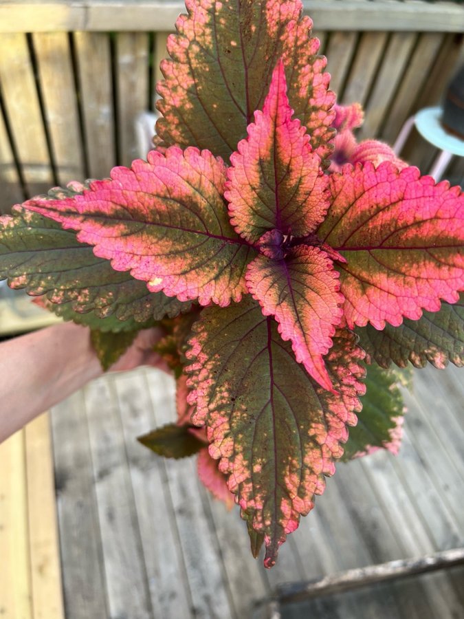 Solero x Larven **palettblad/coleus**