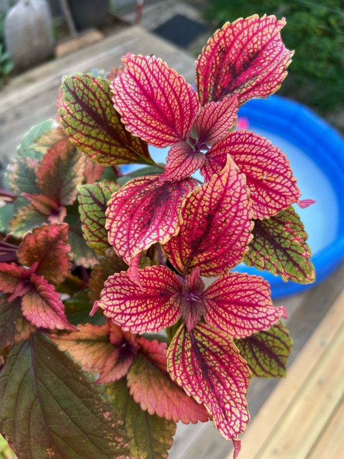 NN **palettblad/coleus**