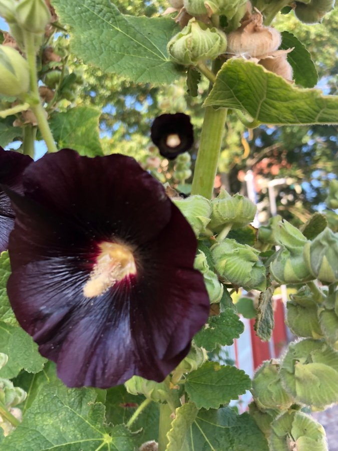 Stockros 50 fröer OVANLIG FÄRG ”oxblod” roströd mörk mörk lila FRI FRAKT