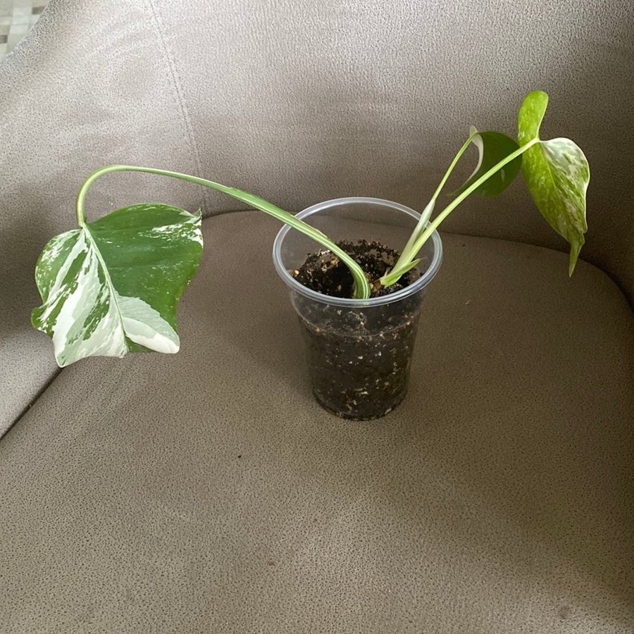 Monstera Variegata small form