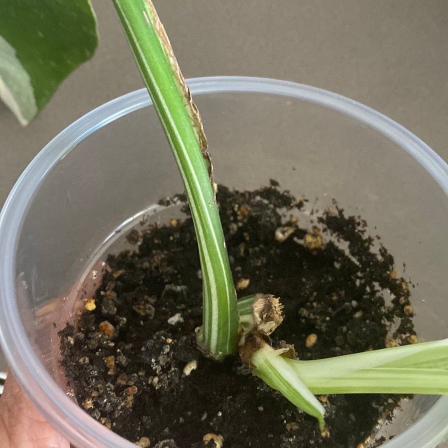 Monstera Variegata small form