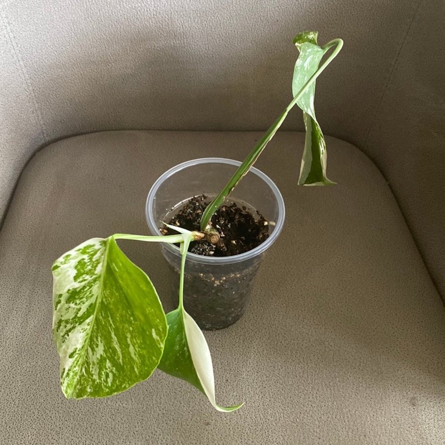 Monstera Variegata small form