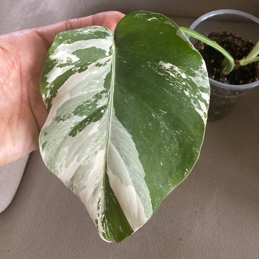 Monstera Variegata small form