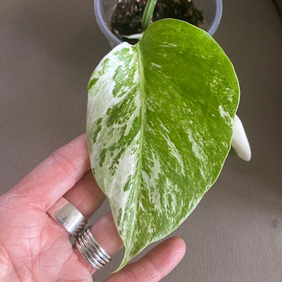 Monstera Variegata small form