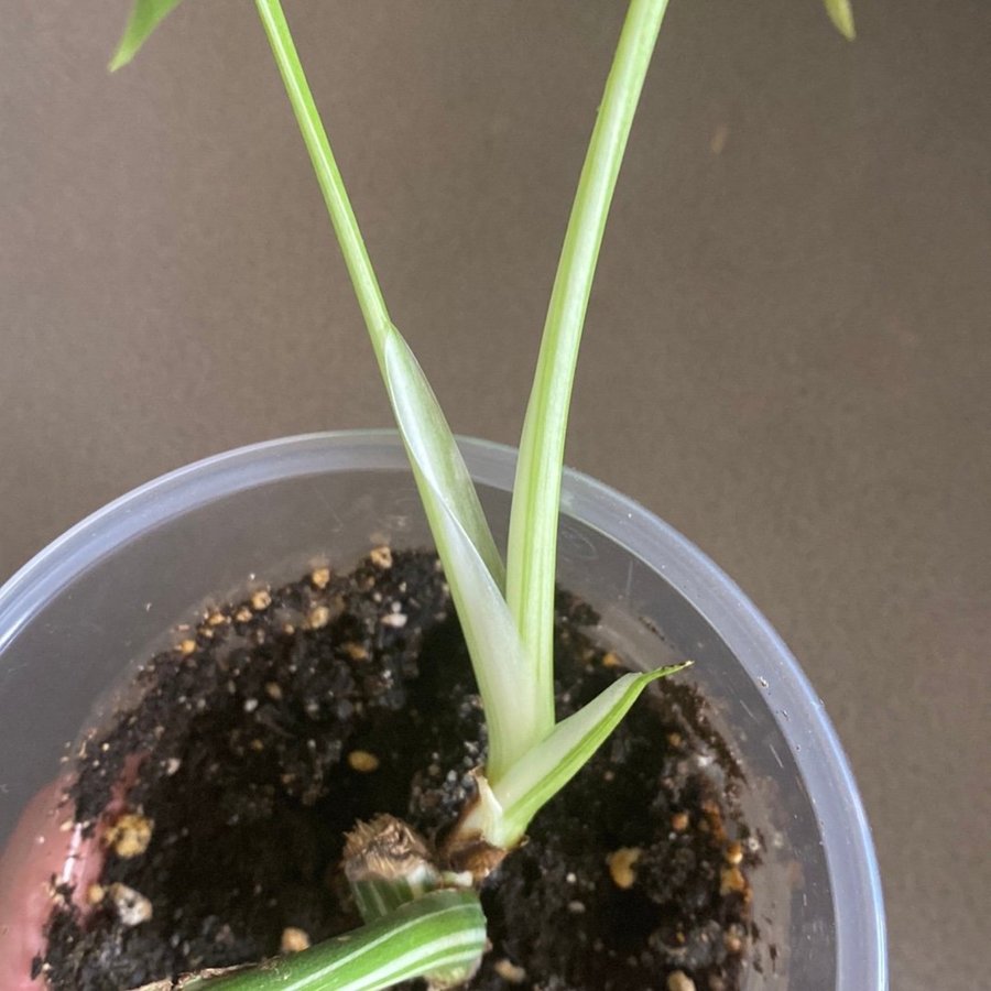 Monstera Variegata small form