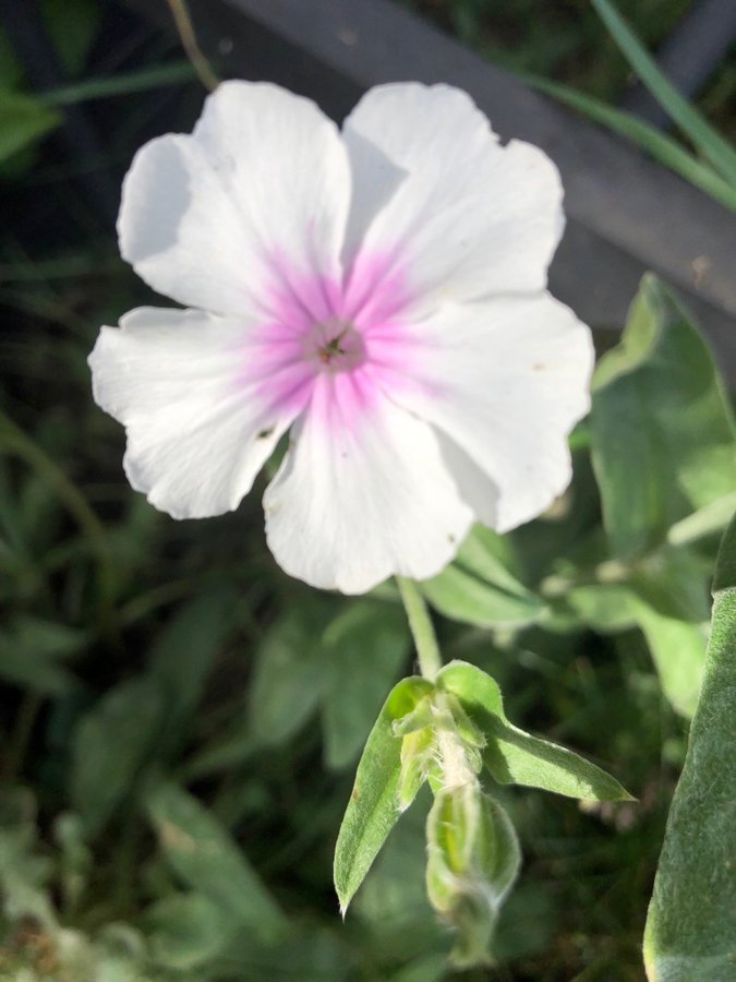 Purpurklätt Rosa i Mitten Oculata 3 st Kraftiga Plantor 