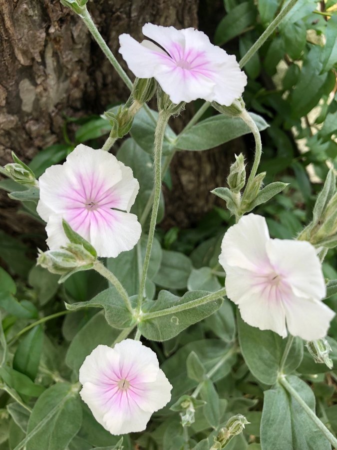 Purpurklätt Rosa i Mitten Oculata 3 st Kraftiga Plantor 