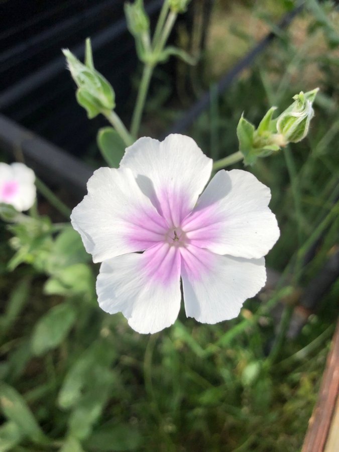 Purpurklätt Rosa i Mitten Oculata 3 st Kraftiga Plantor 