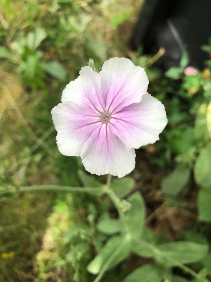 Purpurklätt Rosa i Mitten Oculata 3 st Kraftiga Plantor 