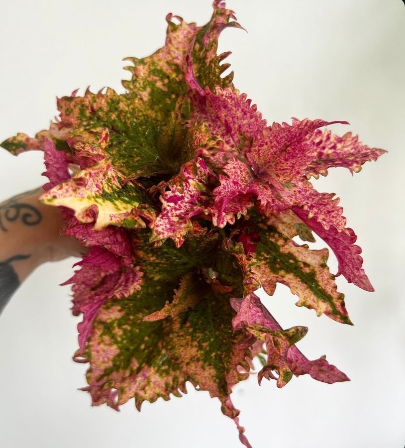 Coleus palettblad bandit Queen