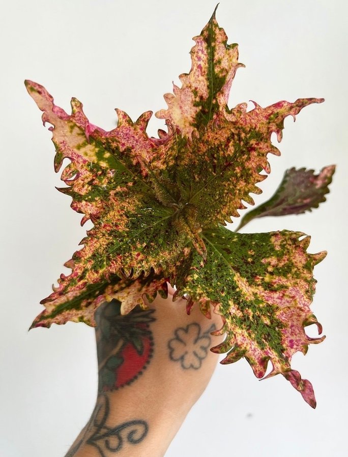 Coleus palettblad bandit Queen