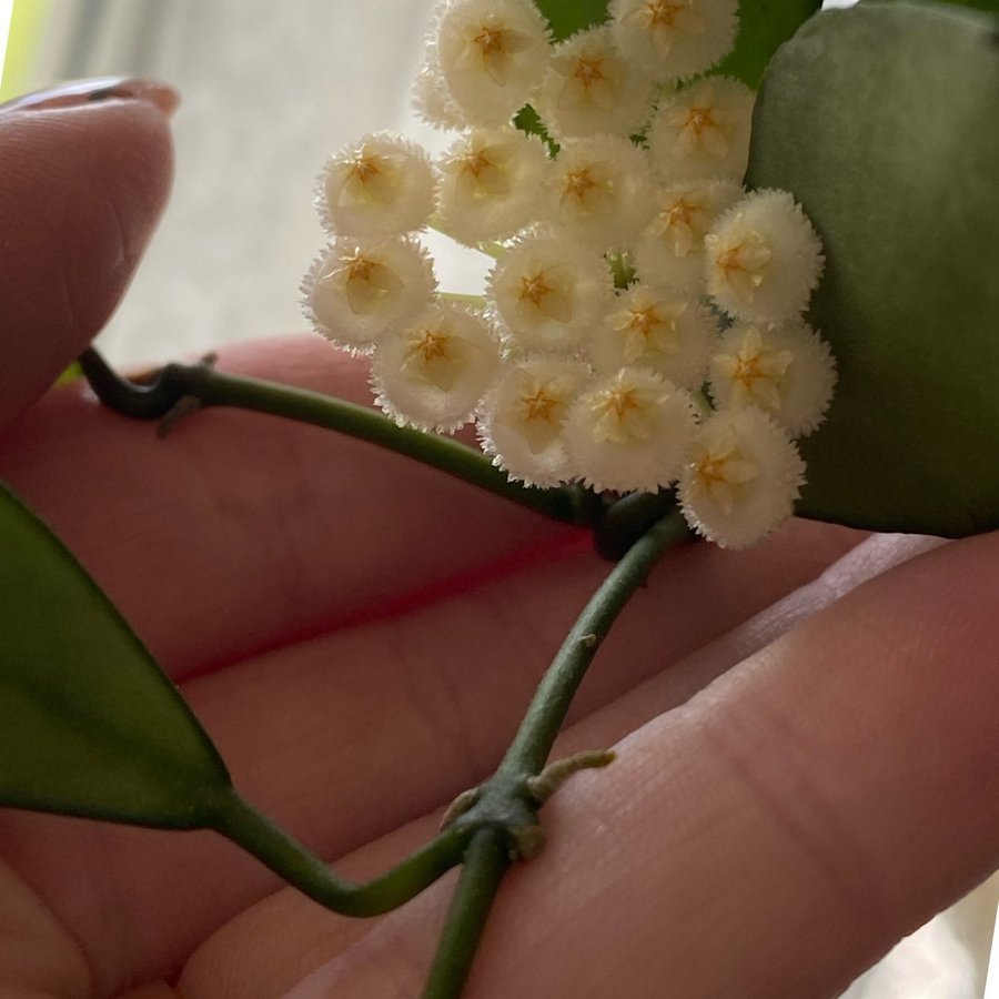 Hoya lacunosa silver leaves vit blommig stickling med rötter