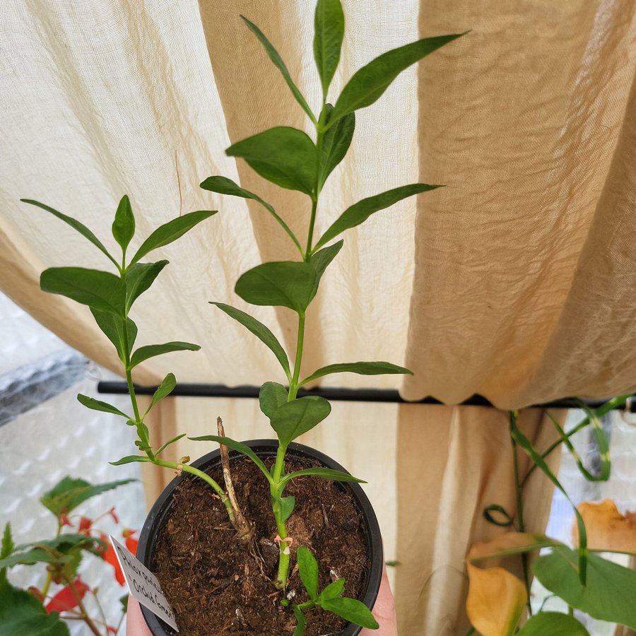 Phlox paniculata 'Orchid Green' Höstflox Planta