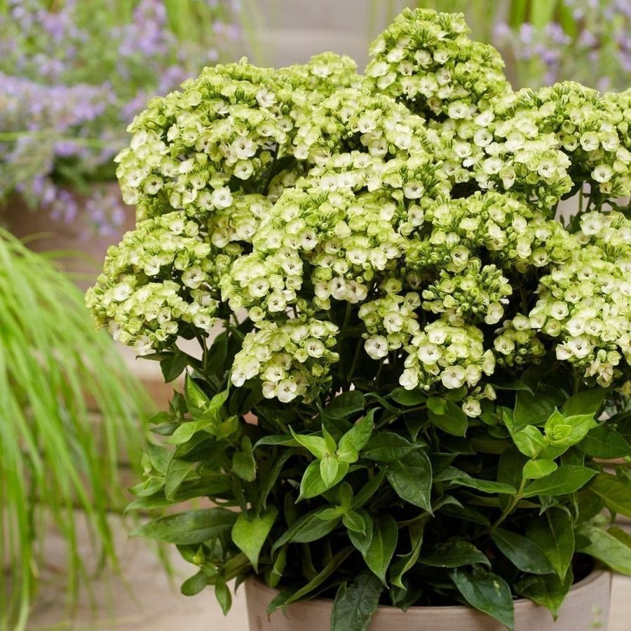 Phlox paniculata 'Orchid Green' Höstflox Planta