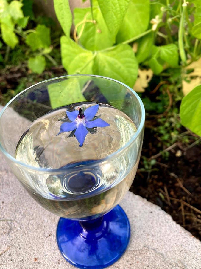 Gurkört blomma med smak av gurka 10 st frön